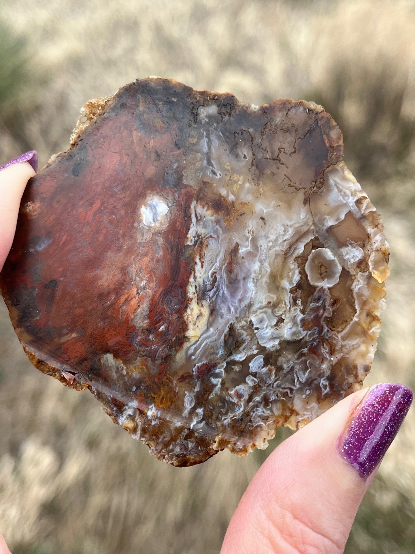 Texas Agatized Petrified Wood Lapidary Slab supplies