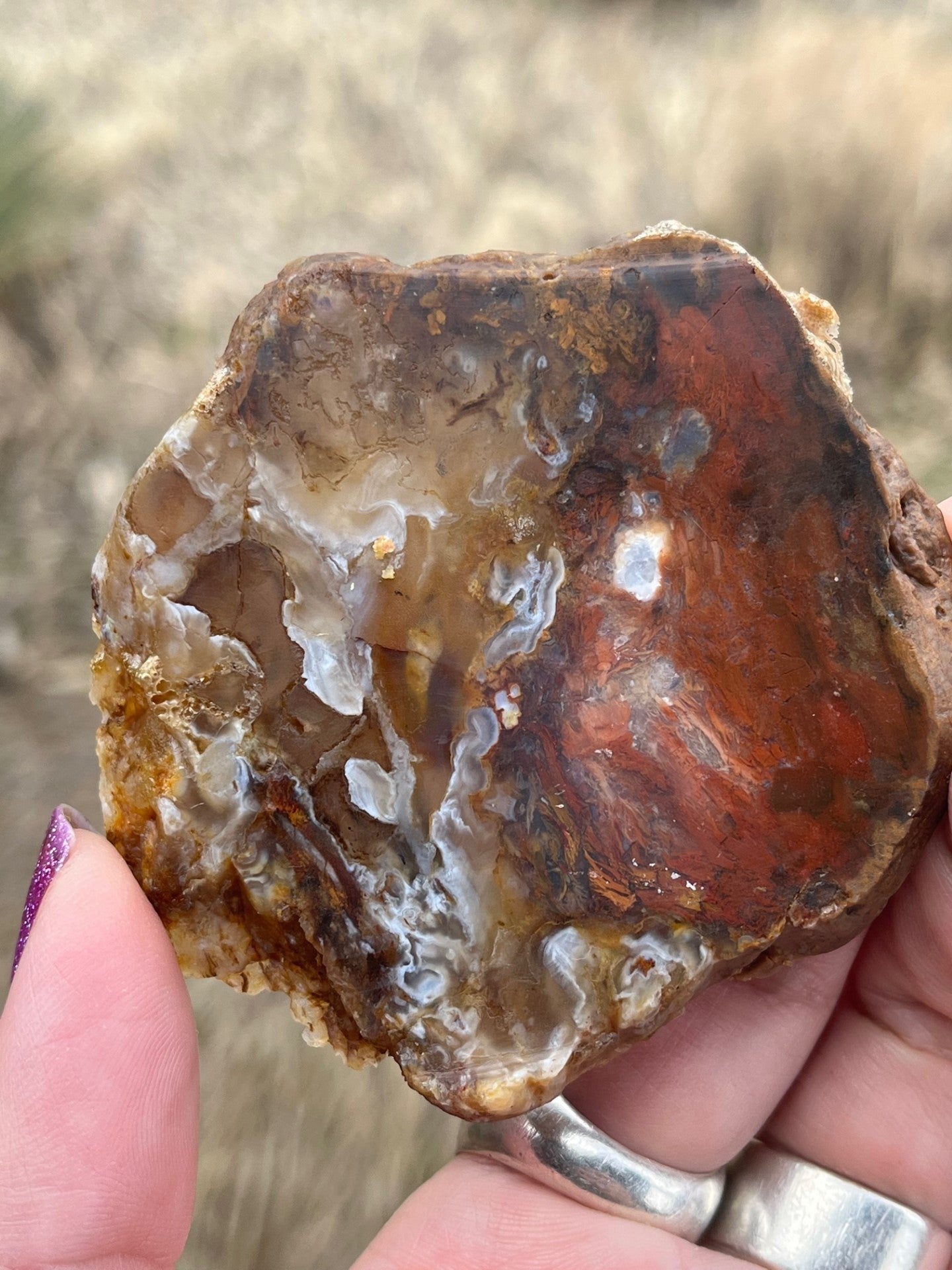 Texas Agatized Petrified Wood Lapidary Slab supplies