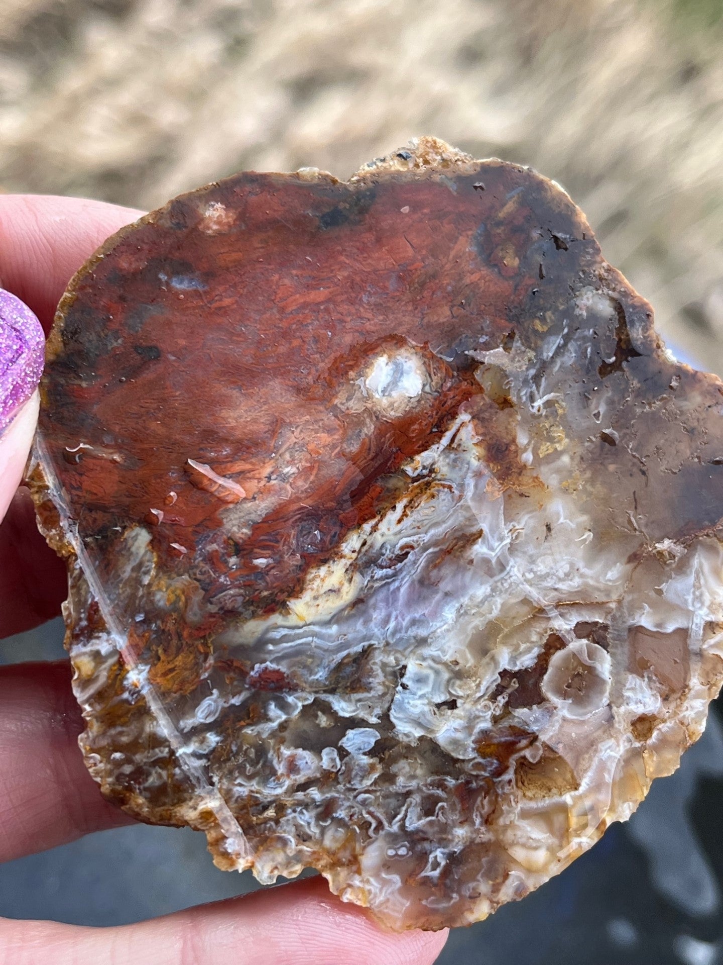 Texas Agatized Petrified Wood Lapidary Slab supplies