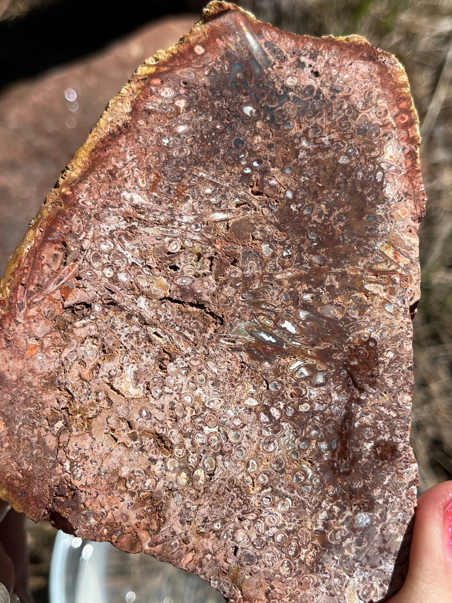 Indonesian Stromatolite Lapidary Stone Slab