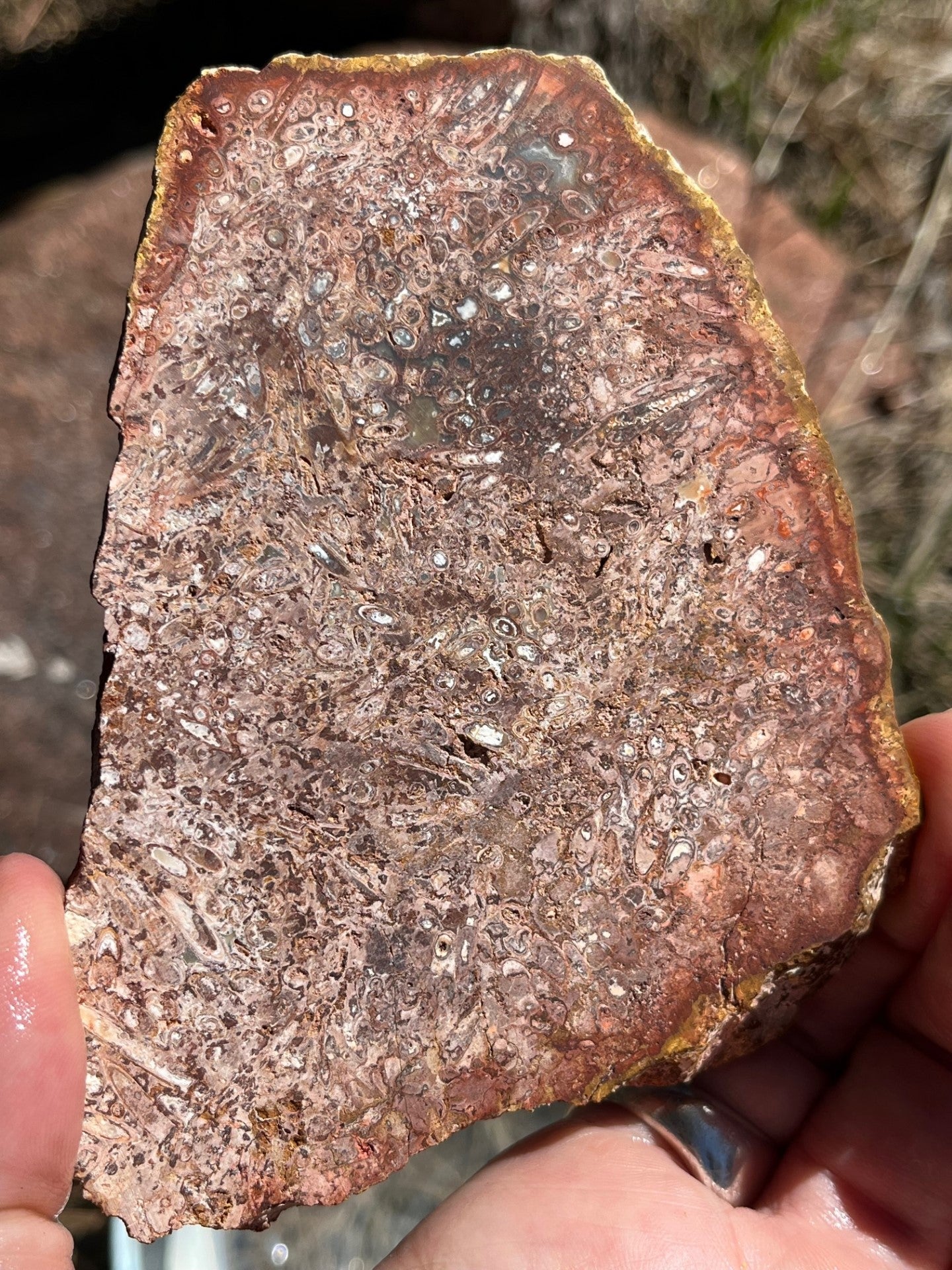 Indonesian Stromatolite Lapidary Stone Slab