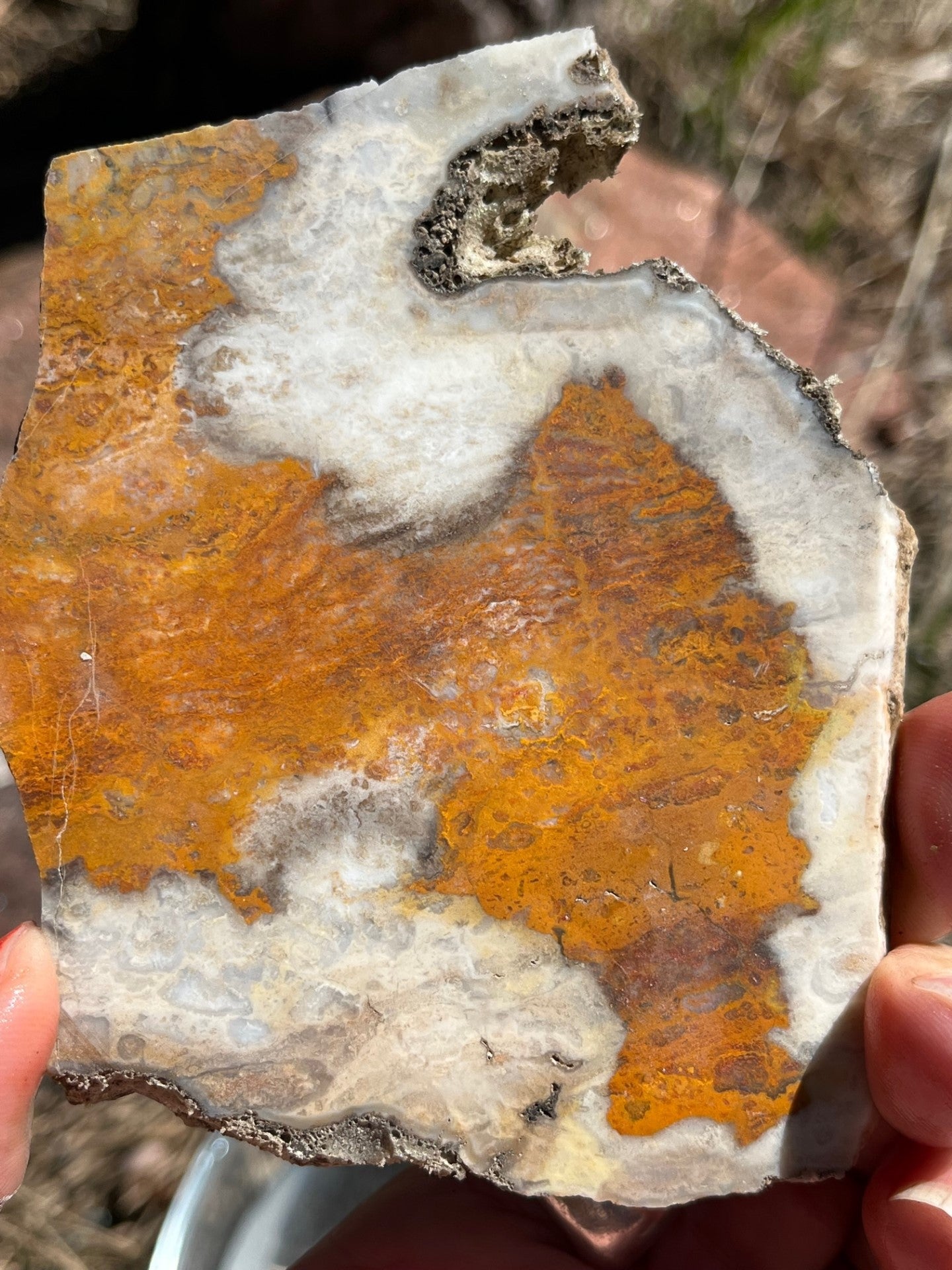 Bumblebee Jasper Lapidary Slab stone natural