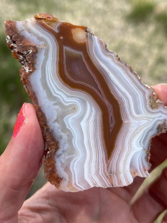 Moroccan Agate rust and white banding lapidary slab